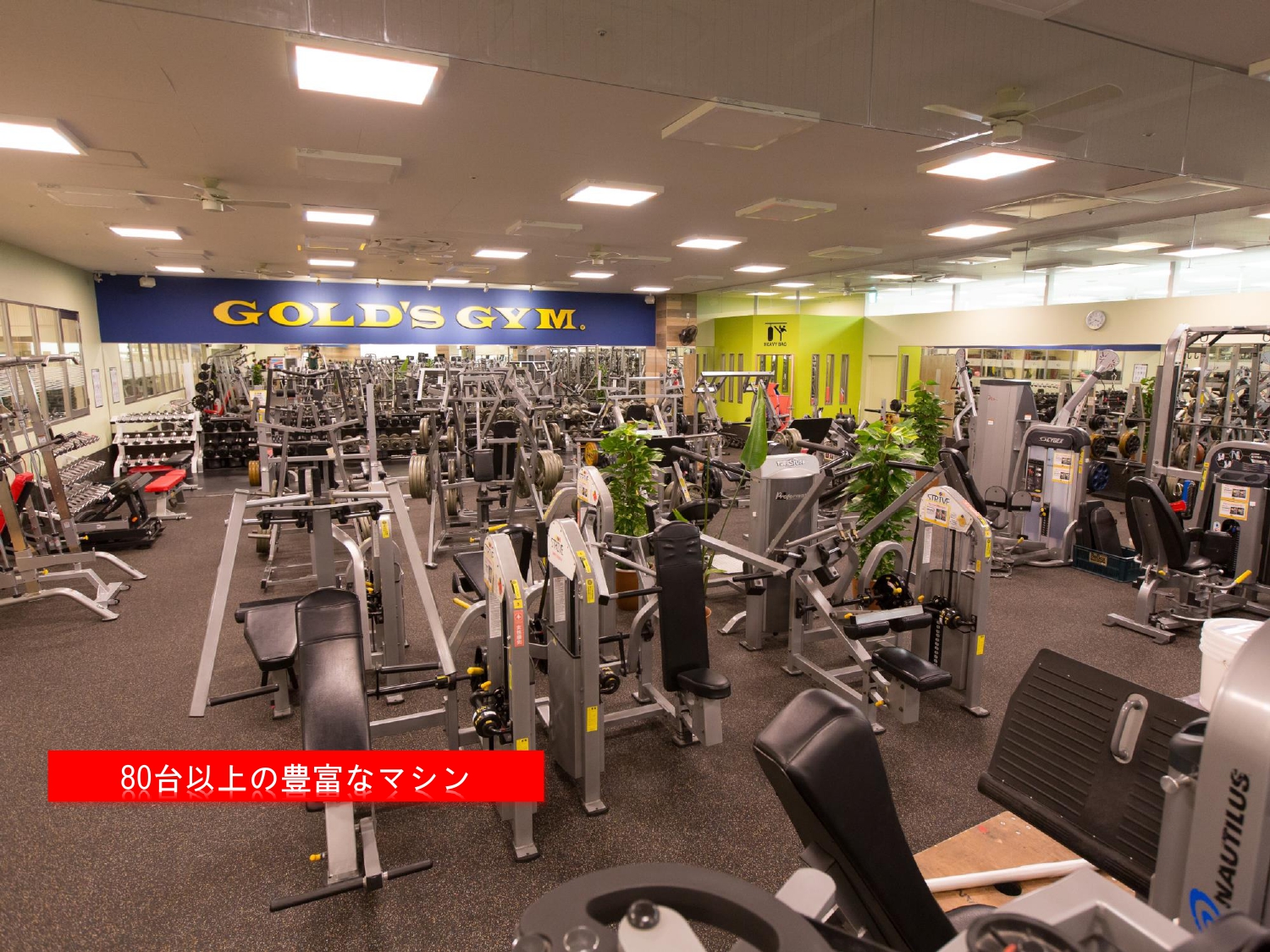 ゴールドジム